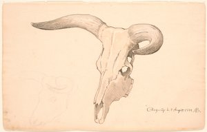 Crânio de vaca, em perfil de três quartos, o chifre esquerdo curvo. de P.C. Skovgaard