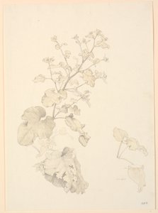Plantas de lixo. de P.C. Skovgaard