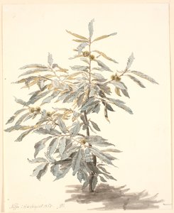 Estudo de uma pequena castanheira de P.C. Skovgaard
