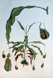 Nepenthes Hookeriana, placa botânica de 