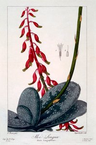 Língua de aloe, pub. 1836. de Panacre Bessa