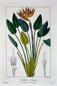 Bird of Paradise ou Crane Flower, pub. 1836.