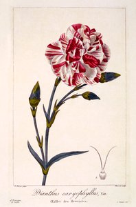 Dianthus caryophyllus, pub. 1836.