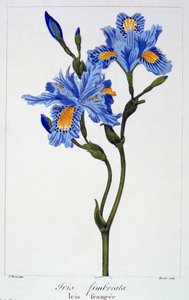 Íris com franjas, pub. 1836. de Panacre Bessa
