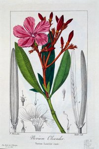 Nerium Oleander, pub. 1836. de Panacre Bessa