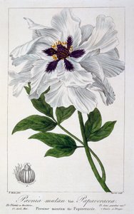 Paeonia Suffruticosa, pub. 1836. de Panacre Bessa