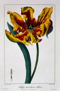 Tulipa 