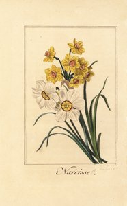 Daffodil varieites, Narcisse, Narcissus poticus e Narcissus pseudonarcissus