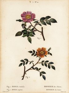 Rosa canina, Rosa canina, Rosier des chiens 1, Rosier des haies 2, Rosa sepium, Rosa agrestis, Rosier des haies de Pancrace (after) Bessa