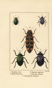 Escaravelho canino, Chrysochus auratus 1, Hoplia argentea 2, escaravelho-jóia da banksia, Cyrioides imperialis 3, Eumolpus fulgidus 4, e Eumolpus surinamensis 5