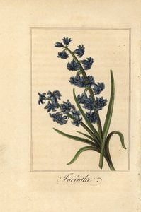 Jacinto, jacinto, jacinto orientalis