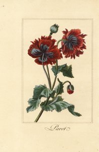 Variedade híbrida de papoila, pavot, Papaver rhoeas