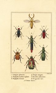 Escaravelho Lampyris, besouro rove beetle, Staphylinus erythropterus 2, Staphylinus espécie 3, Ampedus sanguineus 4, Silpha pedemonta 5, Temnoscheila virescens 6, e rose chafer, Cetonia aurata 7