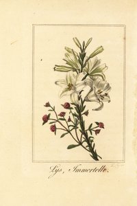 Lírio e vermelho eterno, Lys et immortelle, Lilium candidum e Helichrysum sanguineum