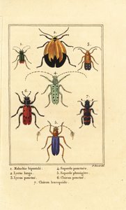 Escaravelho malaquita, Malachius bipustulatus 1, escaravelhos de asas líquidas, Lycus melanurus 2, Lycus punctatus 3, Saperda punctata 4, Saperda espécie 5, Trichodes octopunctatus 6 e Trichodes apiarius 7