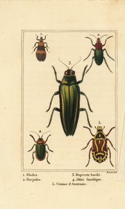 Escaravelho dos pântanos, Elodes 1, escaravelho de Harpalus 2, escaravelho-jóia, Buprestis 3, besouro das pulgas, Altica famelica 4, e cetónia, espécie Cetonia 5 de Pancrace (after) Bessa