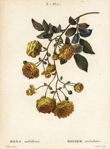 Rosa multiflora ou rosa japonesa, Rosa multiflora, Rosier multifore