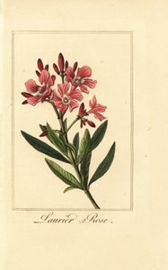 Oleandro, Laurier rosa, Nerium oleandro