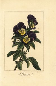 Pansy, pensee, Viola tricolor var de Pancrace (after) Bessa