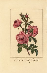 Rosa da Provença ou rosa da couve, Rosa a cent feuilles, Rosa centifolia