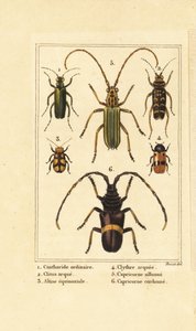 Escaravelho- mosca espanhol, Lytta vesicatoria 1, besouro das vespas, Clytus arietis 2, Altica equinoctialis 3, Clytra quadripunctata 4, besouro dos chifres longos, Chlorida festiva 5 e Trachyderes succinctus 6