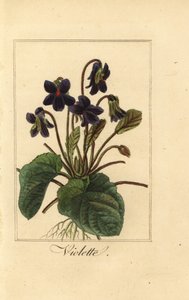 Violeta doce, Violette, Viola odorata de Pancrace (after) Bessa