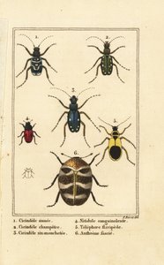 Escaravelhos-tigre, Cicindela sinuata 1, Cicindela campestris 2, Cicindela sexguttata 3, Nitidula sanguinolenta 4, escaravelho do tapete variado, Telephore flavipede 5, Anthrenus verbasci 6