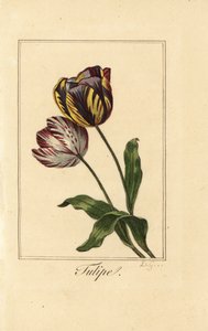Variedades de tulipas, tulipas, Tulipa gesneriana