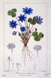 Hepatica nobilis, 1836 (gravura colorida à mão)