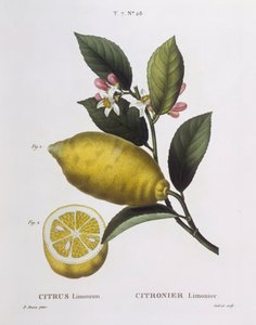 Limão (Citrus limonium), Henry Louis Duhamel du Monceau, placa botânica de Pancrace Bessa
