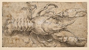 Lagostim (recto) de Parmigianino