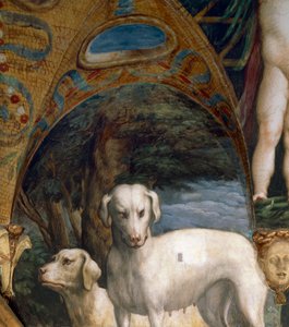 Par de cães, detalhe de Myth of Diana e Actaeon, de Francesco Mazzola conhecido como Parmigianino (1503-1540), fresco, lado norte de Room of Diana e Actaeon, Rocca Sanvitale, Fontanellato, perto de Parma, Itália, cerca de 1524 de Parmigianino