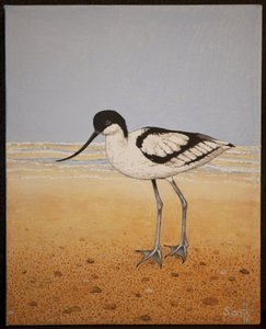 Avocet, 2016 de Pat Scott