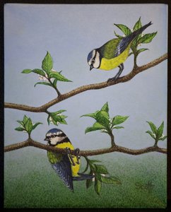 Bluetits, 2016 de Pat Scott