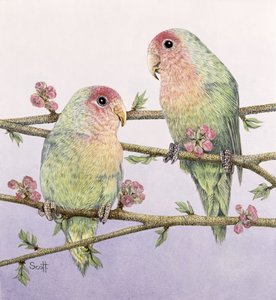 Pássaros do amor de Pat Scott