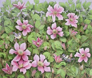 Nidificação em Clematis (óleo sobre tela) de Pat Scott