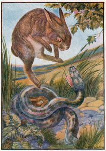 Ao saltar, ela bateu na serpente com as suas fortes garras traseiras (cor litho) de Patten Wilson