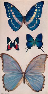 Algumas das borboletas de Rios, 1914 de Patten Wilson