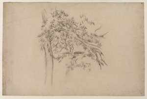 Estudo de uma árvore, c.1885-87 (grafite sobre papel) de Paul Cézanne