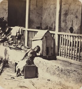 Cão de Garvel (Martinica), década de 1870 (foto) de Paul Emile Miot