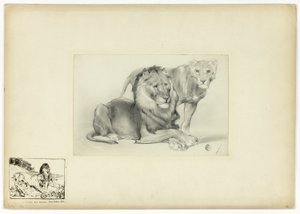 Leão e leoa