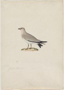 Pequeno Pratincole Glareola lactea, 1800. de Paul Huet