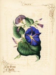 Flores e folhagens da glória da manhã. de Paul Jerrard