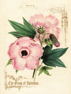 Flores e folhagem de hibisco rosa. de Paul Jerrard