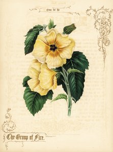 Flores de hibisco amarelo e folhagem. de Paul Jerrard