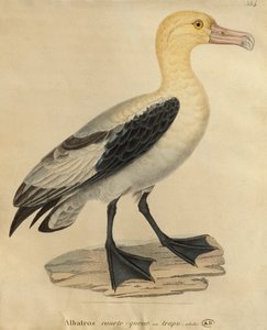 Albatroz com uma cauda curta (gravura a cores)