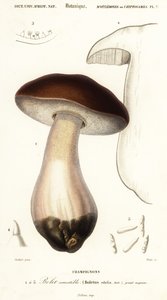 Cep, penny bun, porcino ou cogumelo porcini, Boletus edulis. ,1849 (gravura)