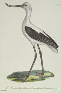 Avoceta-de-cabeça-branca, início do século XIX (gravura a cores)
