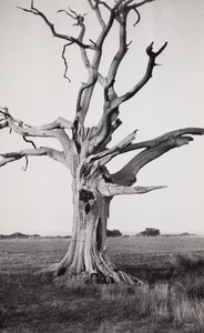 Árvore morta, Romney Marsh de Paul Nash