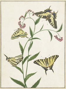 Quatro Borboletas em Flores de Paulus Knogh